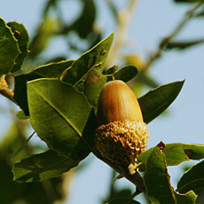 Interior Live Oak