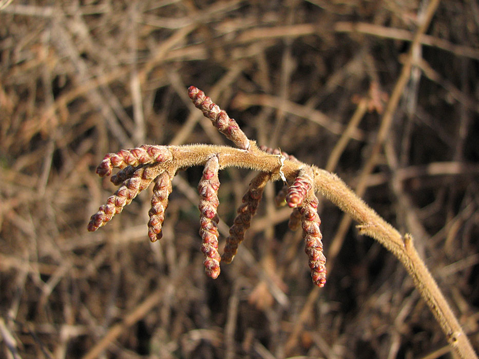 Basket Bush