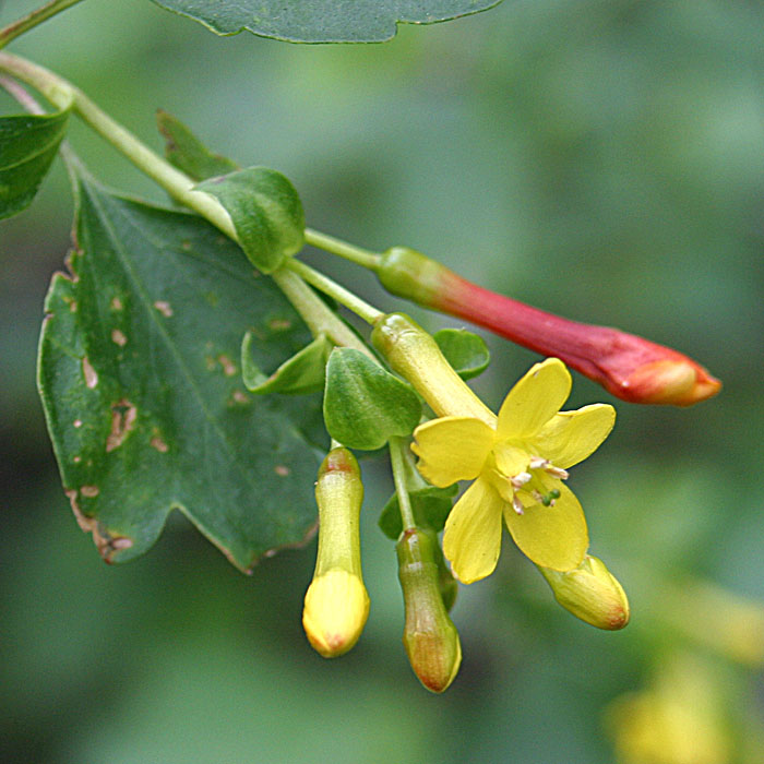 Golden Currant