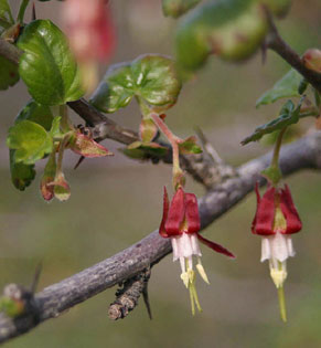 Hillside Gooseberry