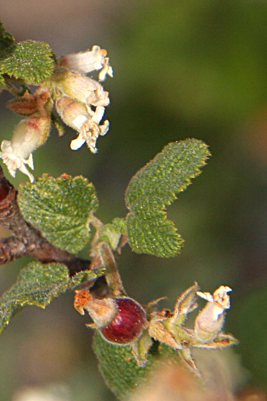 White-flowering Currant