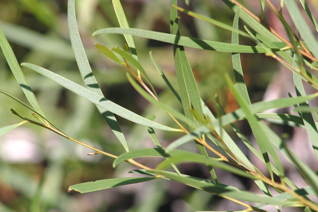 Narrowleaf Willow