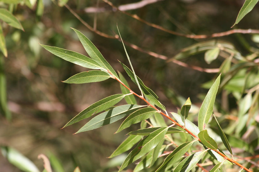 Red Willow