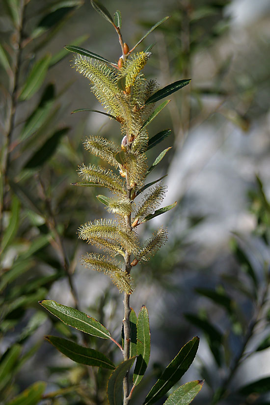 Arroyo Willow