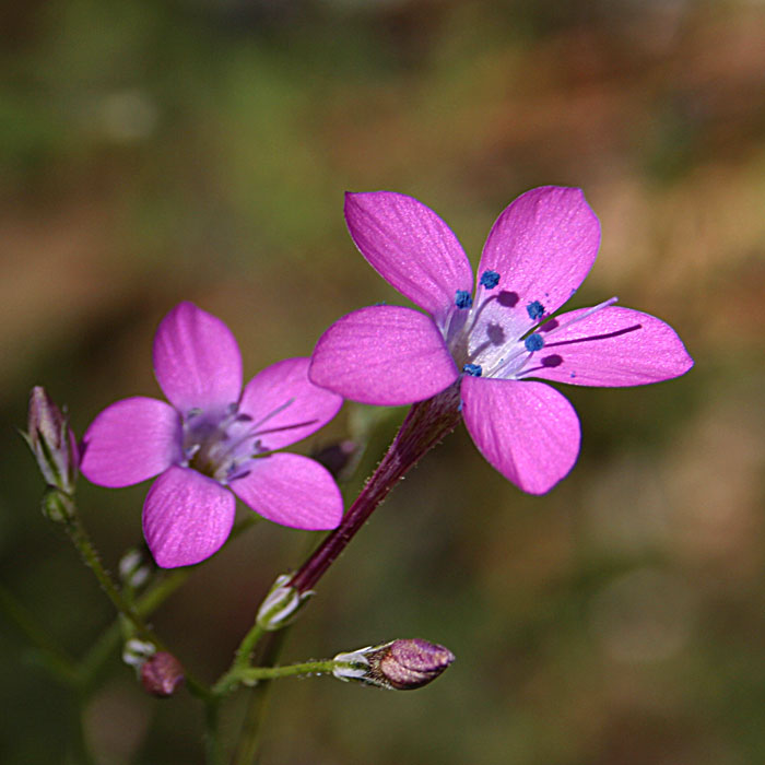 Splendid Gilia