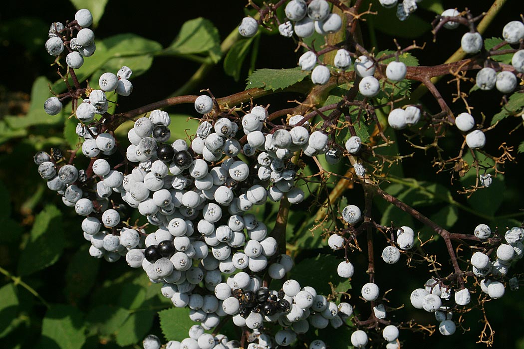 Mexican Elderberry