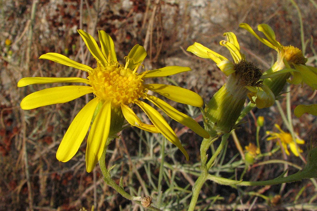 Creek Senecio