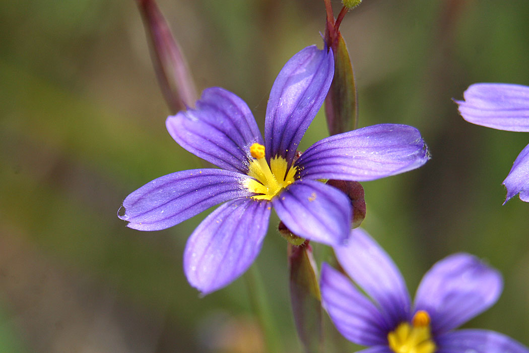 Blue-eyed Grass