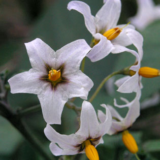 White Nightshade