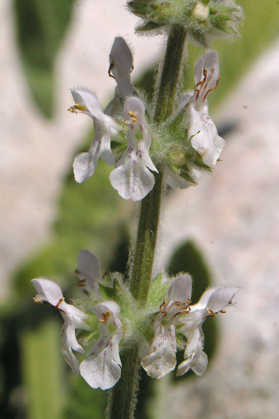 White Hedge-nettle