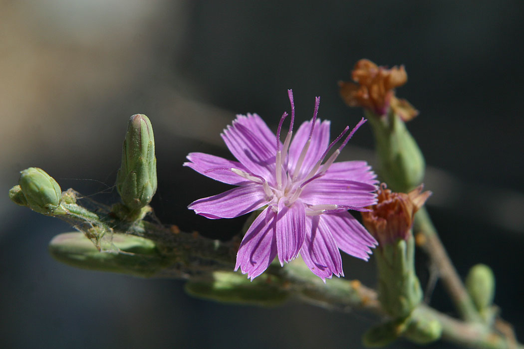 Chicoryleaf Wirelettuce