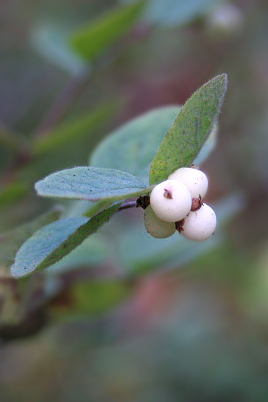 Creeping Snowberry