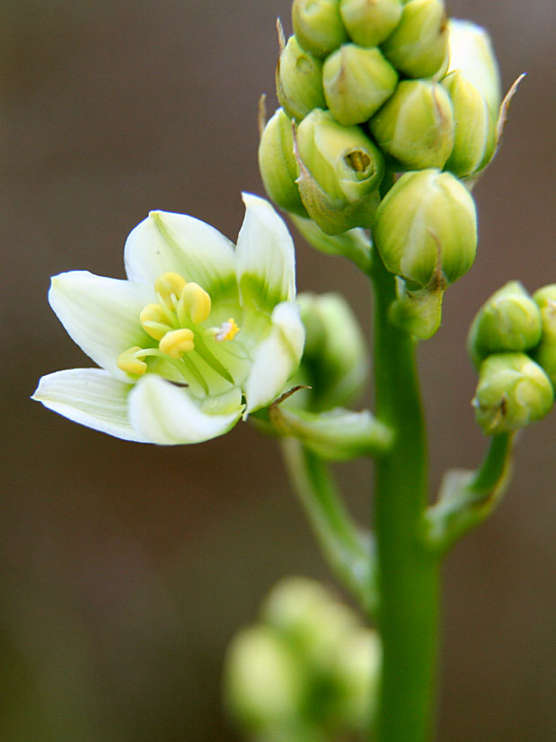White Star Lily