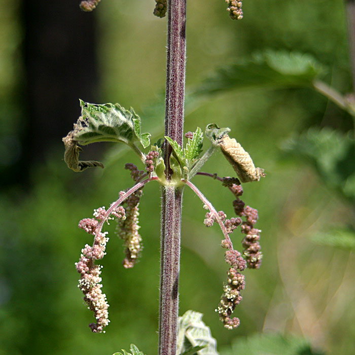 Stinging Nettle